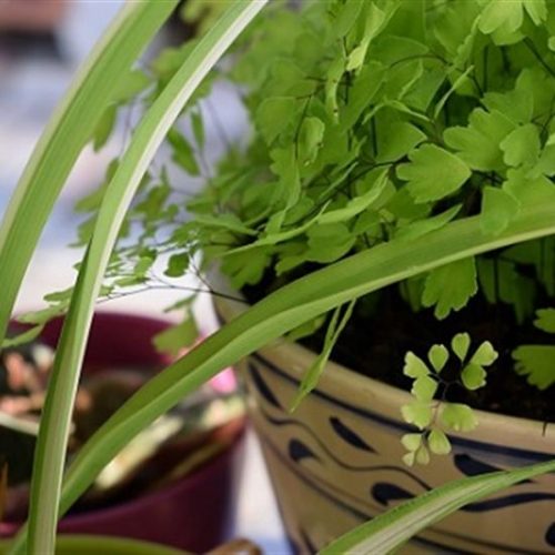 All About Maidenhair Ferns